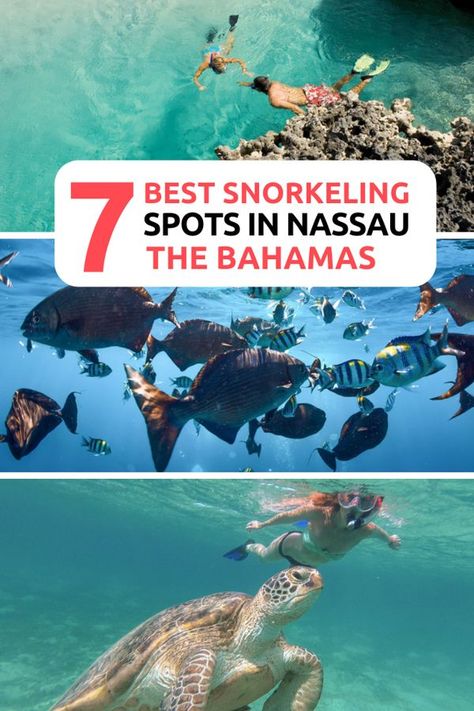 Best snorkeling in Nassau! Find out where the best Nassau Snorkeling locations are. Nassau is blessed with many types of snorkeling from, reefs, shipwrecks, plane wrecks to Marine Life. There is so much to discover underwater in the Bahamas crystal clear waters! The Bahamas waters allows for some great underwater photography. Swim with Turtles at Rose Island. #Nassau #BahamasSnorkeling #Bahamas Nassau Bahamas Excursions, Bahamas Snorkeling, Bahamas Excursions, Swim With Turtles, Bahamas Travel Guide, Bahamas Resorts, Where Is Bora Bora, Rose Island, Bahamas Beach