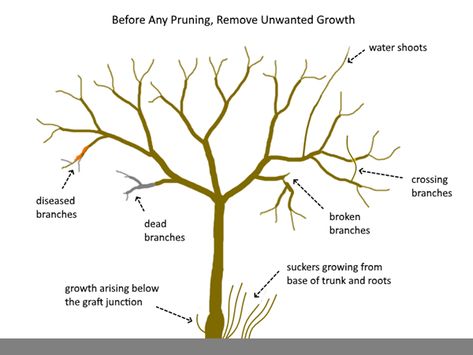 Pruning Peach Trees, Fruit Tree Pruning, Prune Fruit, Pruning Fruit Trees, Apricot Tree, Growing Fruit Trees, Water Shoot, Tree Pruning, Pear Trees