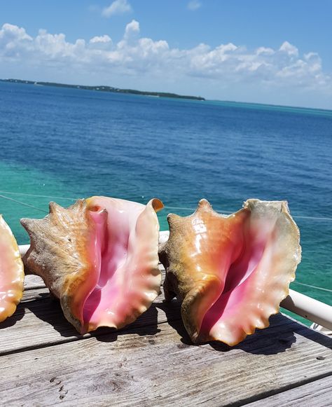 Colorful Tropical Aesthetic, Conch Shell Aesthetic, Summer Icons Aesthetic, Shells Aesthetics, Vintage Summer Aesthetic, Aesthetic Shells, Shell Aesthetic, Swimming In The Ocean, Design Stickers