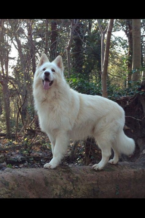 One of my favorite breeds and color. The White German Shepherd. ( I had one once) Named Rocky Coban, German Shepherd White, Funny Pictures Of Animals, Dogs German Shepherd, White German Shepherd, Pictures Of Animals, White Shepherd, Yorkshire Terrier Puppies, Shepherd Puppies