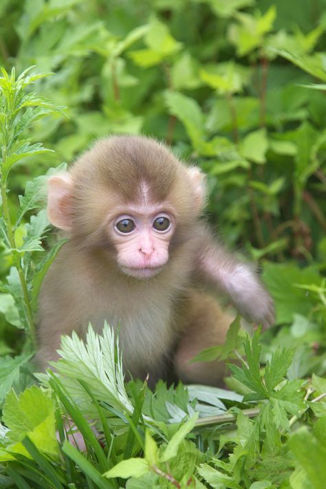 Masashi Mochida Follow Sweet Baby Monkey Breeds, Marmoset Monkey, Funny Monkey, Monkey Pictures, Pet Monkey, Baby Animals Pictures, Monkeys Funny, Cute Monkey