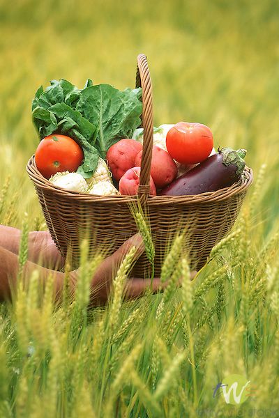 Basket of farm-fresh vegetables (photography by Terry Wild) Farm Fresh Vegetables, Farm Fruits And Vegetables, Fresh Vegetables Aesthetic, Vegetables Aesthetic Photography, Fresh Vegetables Photography, Fruits And Vegetables Photography, Vegetable Baskets For Kitchen, Vegetable Aesthetic, Vegetables Aesthetic