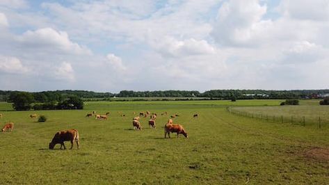 Walking, Person Walking, Free Stock Video, The Field, Agriculture, Free Photos, Stock Video, High Resolution, Resolution