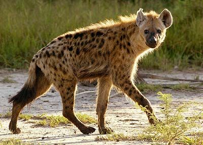 Spotted hyena Hyena, Brown Hyena, Spotted Hyena, African Wild Dog, Animal Study, African Wildlife, Wild Dogs, African Animals, World Travel