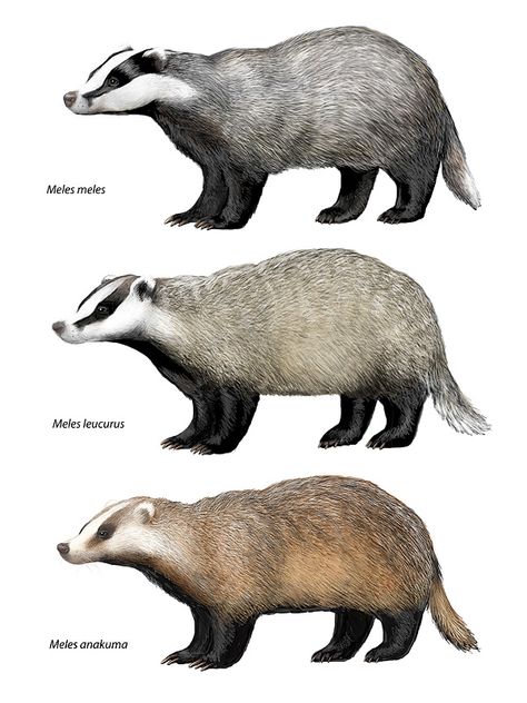 Badger Aesthetic, Badger Pictures, Badger Images, American Badger, Wolverine Animal, Badger Art, Badger Illustration, Honey Badger, Nocturnal Animals