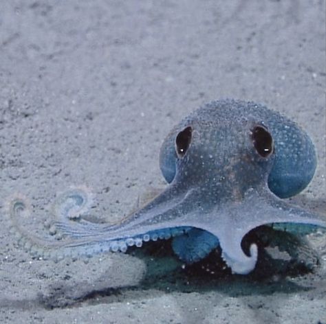 Octopus Pfp Aesthetic, Blue Sea Creatures Aesthetic, Blue Squid Aesthetic, Furina Genshin Aesthetic, Adorable Sea Creatures, Furina Aesthetic Icon, Blue Octopus Aesthetic, Squid Reference Photo, Furina Aesthetic Core