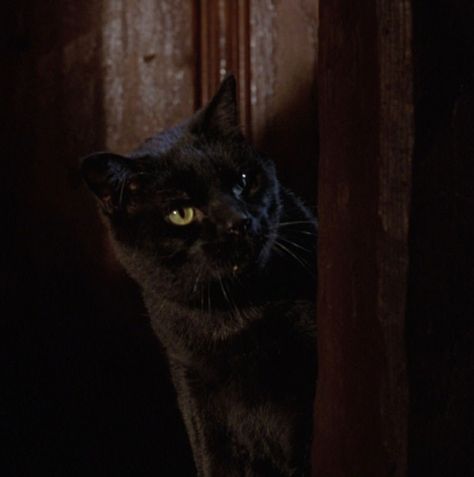 Binx Hocus Pocus, Hocus Pocus Aesthetic, Hocus Pocus Cat, Thackery Binx, Hocus Pocus 1993, Horror Scream, Fav Movies, Season Of The Witch, Cat Character