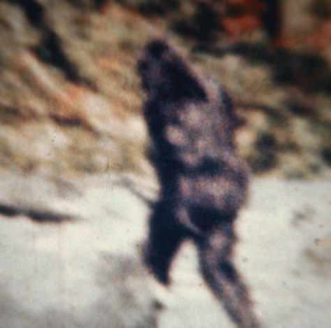 Probably no other film in history has been hotly debated as the Patterson-Gimlin film, the 1967 video that appears to show a Bigfoot creature walking through the woods near Bluff Creek, California. Today, Bigfoot researcher M.K. Davis revealed the results of his extensive post-processing cleanup of the video and one frame in particular, is pretty amazing. Cryptid Core, Bigfoot Video, Real Bigfoot, Bigfoot News, Science Fair Experiments, Sasquatch Sightings, Bigfoot Stories, Bigfoot Pictures, Mad Scientist Lab