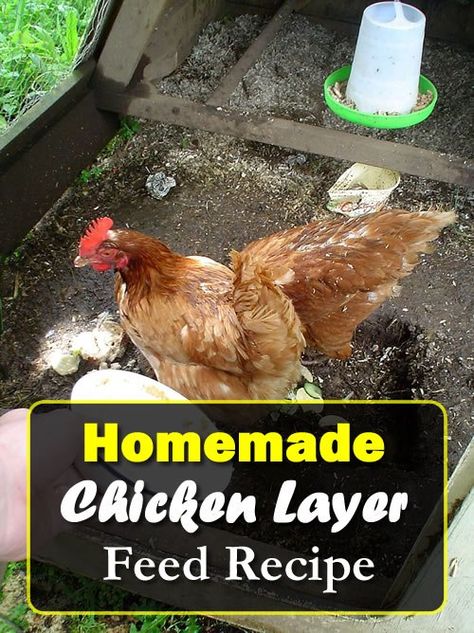 Homemade Chicken Layer Feed Recipe - for more eggs daily... #chickens #chickenfeed #homemadechickenfeed #homemadefeed #eggs #homestead #homesteading Chicken Layer Feed Recipe, Homemade Chicken Feed For Layers, How To Raise Ducks, Chicken Layer Feed, Mini Farming, Layer Feed, Homestead Lifestyle, Homemade Bug Spray, Laying Chickens Breeds