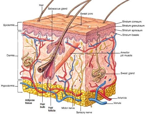 Layers of the Skin. The epidermis is the outermost layer of… | by Cindy Meza | Medium Skin Layers Anatomy Project, Layers Of The Skin, Medical Terminology Study, Skin Anatomy, Mild Acne, Lymph Vessels, Sensory Nerves, Integumentary System, Basal Cell