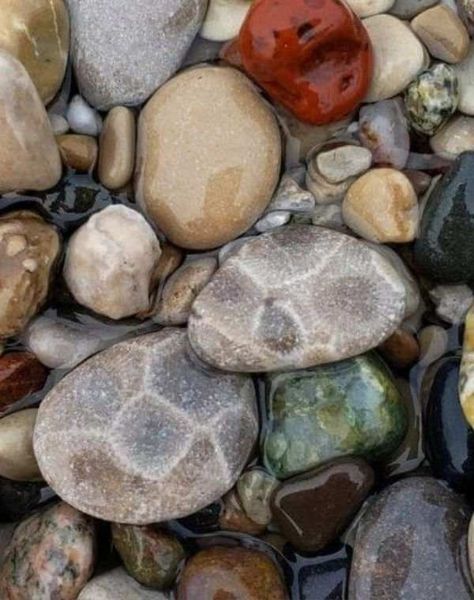 15 Places to Find Petoskey Stones in Michigan: Rock-Hunting Guide | My Michigan Beach and Michigan Travel Petoskey Stones Michigan, Agate Beach Michigan, Petosky Stone Hunting, Soo Locks Michigan, Michigan Rocks Hunting, Rock Hunting Michigan, Beaver Island Michigan, Picture Rocks Michigan, Pictured Rocks Michigan