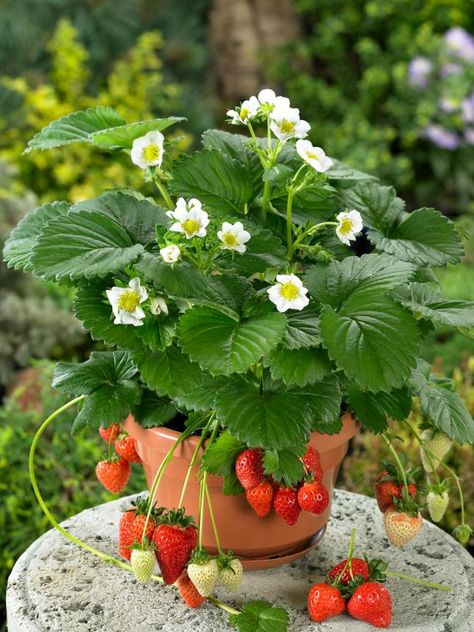 Growing Vegetables In Containers, Strawberry Pots, Growing Raspberries, Strawberry Planters, Plantas Bonsai, Strawberry Flower, Strawberry Garden, Growing Strawberries, Home Garden Plants