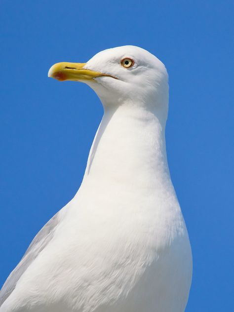 TomiiP hat dem Pool ein Foto hinzugefügt: European herring gull (Larus argentatus; harmaalokki) posing. Lauttasaari, Helsinki, Finland. Animals, Helsinki, Herring Gull, Helsinki Finland, Youtube Marketing, Gull, Finland, Pool, Marketing