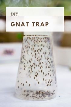 Organisation, Diy To Get Rid Of Fruit Flies, Diy Get Rid Of Gnats, Diy Gnat Repellant, Knat Repellant Indoor, How To Get Rid Of Knats In My Plants, How To Get Rid Of Gnats And Fruit Flies, Gnat Repellant Indoor, Diy Fruit Fly Trap Indoor