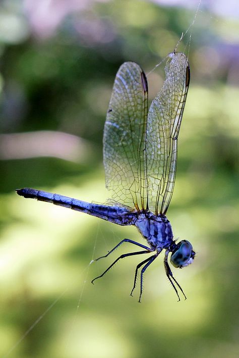 Dragon Flies Art, Dragon Fly Images, Dragonfly Reference Photo, Dragon Fly Photography, Dragon Fly On Flower, Dragon Fly Painting, Dragon Fly Wings, Dragon Fly Art, Watercolor Dragonfly Tattoo