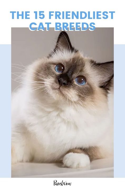 Say ?Meow? to the 15 Friendliest Cat Breeds Friendly Cat Breeds, Burmilla Cat, Best Cat Breeds, Kitten Breeds, Birman Cat, Russian Blue Cat, Aesthetic Cat, Drawing Cat, Cat Mom Gifts