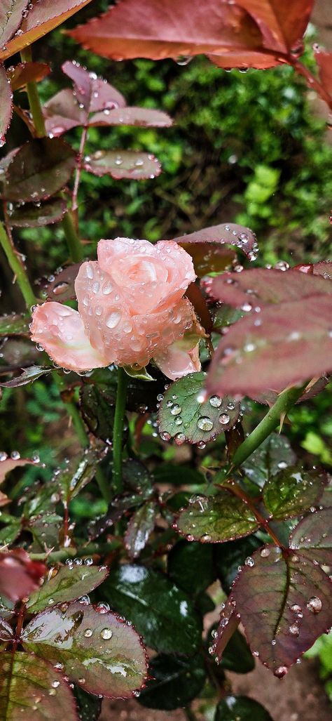 "This image showcases a beautiful pink rose in the rain. The raindrops are visible on the petals and leaves, creating a soft and dreamy effect. The bright pink color of the rose provides a beautiful contrast against the muted tones of the background. Enjoy the beauty of nature in this captivating rose in rain picture." Nature, April Rain Aesthetic, Rain And Flowers Aesthetic, Spring Rain Wallpaper, Raindrop Aesthetic, Rainy Spring Aesthetic, Rain On Flowers, Spring Rain Aesthetic, Roses In Rain