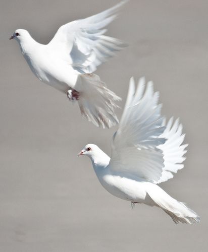 because of their ethereal quality and their ability to ascend , throughout history they have become a symbol for the soul ...................... Vogel Gif, Dove Pigeon, White Doves, White Bird, Guided Meditation, 귀여운 동물, Bird Feathers, Love Birds, Bird Art