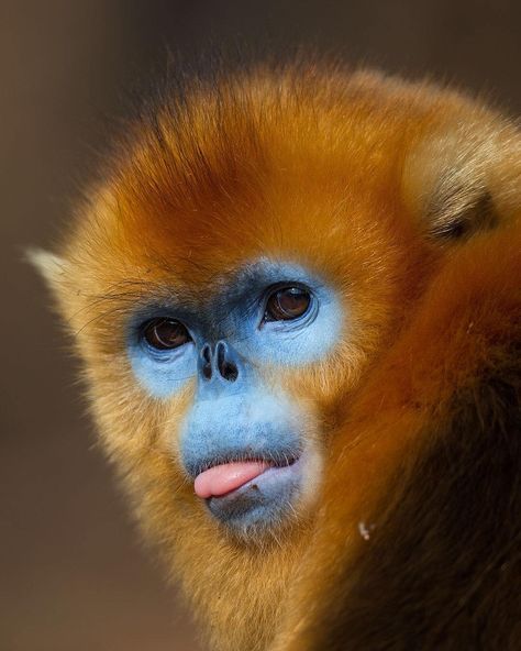 Expressive Wildlife Pictures Showcase the Micro-Expressions of Mammals Rare Animals, Snub Nosed Monkey, Animals Around The World, Expressive Faces, Wildlife Biologist, Amur Leopard, Wildlife Pictures, Monkeys Funny, Endangered Animals