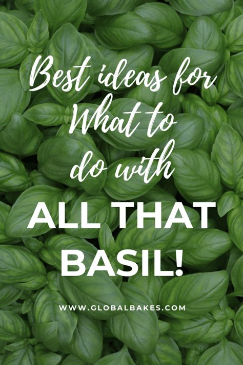 Storing Basil, Freezing Basil, Preserving Basil, Preserve Fresh Herbs, Fresh Basil Recipes, Harvesting Basil, Fresh Herb Recipes, Dried Basil Leaves, Basil Pesto Recipes