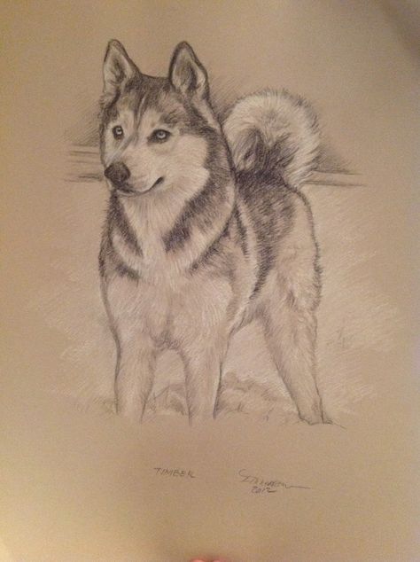 Siberian Husky Drawing Easy, Husky Pencil Drawing, Husky Sketch Easy, How To Draw Husky, How To Draw A Husky, Husky Painting Easy, Husky Drawing Sketches, Dog Drawing Husky, Husky Drawing Easy