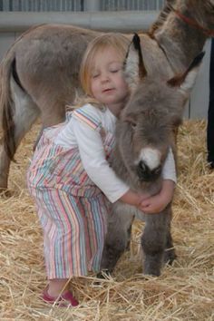 Regnul Animal, Baby Donkey, Mini Donkey, Miniature Donkey, Cute Donkey, Sweet Animals, 귀여운 동물, Animals Friends, Beautiful Creatures