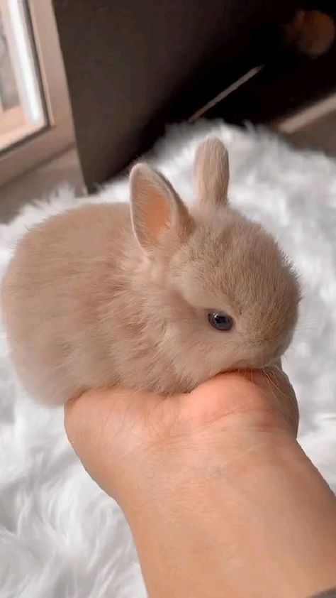 cutiee in 2022 | Cute baby animals, Cute bunny pictures, Cute animals Fluffy Cute Animals, Cute Animals Rabbits, Cute Bunny Pfp Aesthetic, Cute Animals Bunny, Different Kinds Of Bunnies, Cute Rabbit Photos, Cute Bunny Photo, Cute Animated Animals Drawings, Cute Bunnies Videos