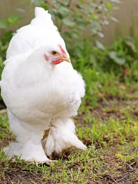 Cochin Chicken Breed Guide Feathers, Chicken, Animals, Friendly Chickens, Cochin Chickens, Keeping Chickens, Chicken Breeds, Hobby Farms, Baby Chicks