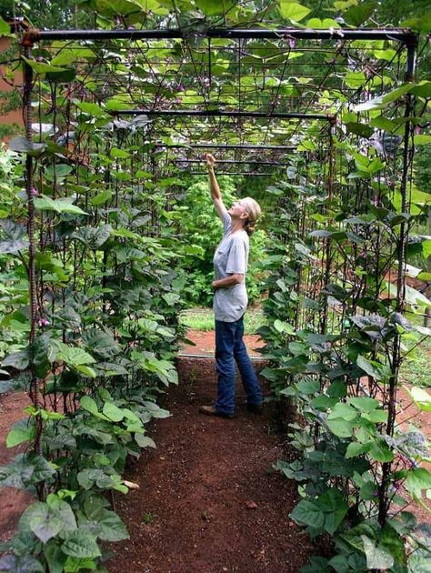 Here are some amazing vertical gardening ideas that can add beauty and architecture to your garden. By adding height and layers your garden has that extra ‘oomph’ of beauty and function. Try it today! Check out this pin for more details! #gardening #gardeningtips #gardeningplans #verticalgardening #verticalgardenideas Grape Trellis Ideas, Grapes Trellis, Vegetable Garden Design Diy, Bean Trellis, Diy Garden Landscaping, Vertical Vegetable Gardens, Trellis Ideas, Diy Garden Trellis, Vertical Vegetable Garden