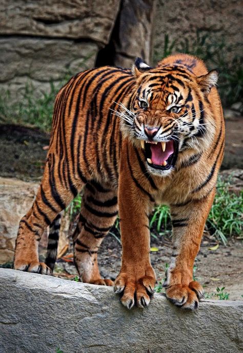 Tiger Snarl by Michael Elliott - Animals Lions, Tigers & Big Cats ( unhappy… Tiger Tattoo, Tiger Photography, Tiger Images, Cat Species, Tiger Pictures, Big Cats Art, Pet Tiger, Tiger Art, Majestic Animals