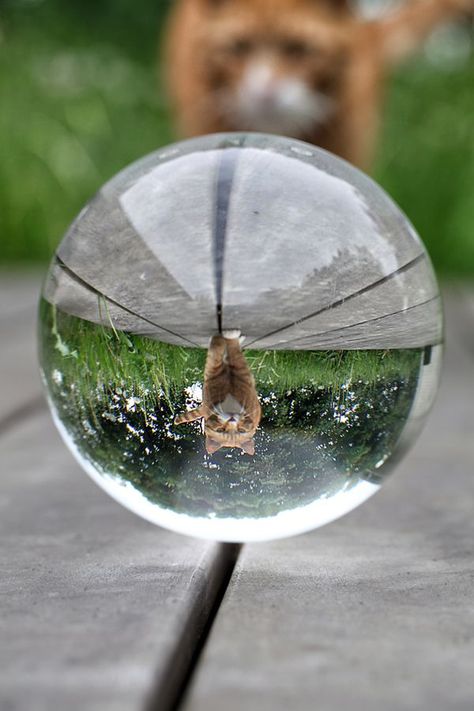 cat in the glass Sphere Photography, Ball Photography, Crystal Photography, Bubble Pictures, Ball Aesthetic, Crystal Awards, Glass Photography, Count Your Blessings, Photography Lenses