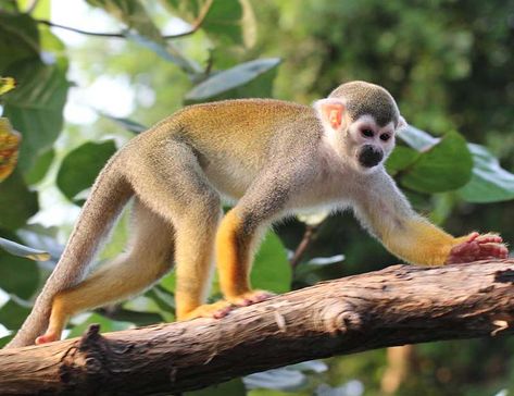 Different Types Of Monkeys, Monkey Breeds, Woolly Monkey, Pygmy Marmoset, Monkey Species, Golden Lion Tamarin, Proboscis Monkey, Vervet Monkey, Types Of Monkeys