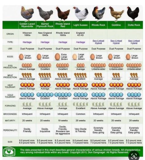 Best Chicken Breeds for Eggs or Meat Chicken Egg Size Chart, Chicken Breeds For Meat, Chickens And Their Egg Colors, Chicken Types And Eggs, Best Chicken Breeds For Eggs, How Many Chickens Do I Need For Eggs, Best Egg Layers Chicken Breeds, Best Meat Chickens, Types Of Chickens And Their Eggs