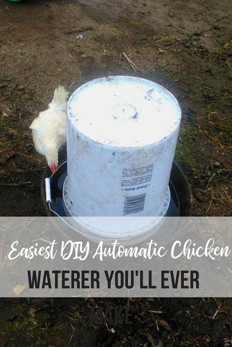 This is so simple! You can make this DIY automatic chicken waterer at home! It's such an easy DIY project for backyard chicken owners. Diy Chicken Waterer, Automatic Chicken Feeder Diy, Chicken Watering System, Chicken Waterer Diy, Automatic Chicken Waterer, Chicken Water Feeder, Automatic Chicken Feeder, Chicken Feeder Diy, Chicken Waterer