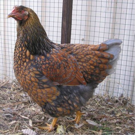 Chicken Types, Blue Laced Wyandotte, Wyandotte Hen, Laced Wyandotte, Wyandotte Chicken, Types Of Chickens, Fancy Chickens, Backyard Poultry, Backyard Chickens