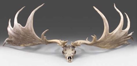 Megaloceros Giganteus, Dino Skull, Moose Skull, Irish Elk, Elk Skull, Elk Tattoo, Hunting Tattoos, Deer Wallpaper, Big Deer