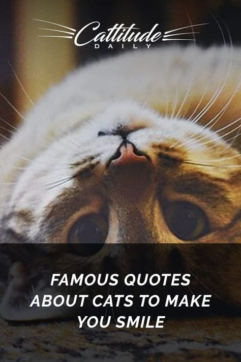 As a cat lover, quotes about cats have a special meaning for us. Check out this list of famous cat quotes! #CattitudeDaily #catquotes #famouscatquotes #sayingsforcatlovers Quotes For Cats Lovers, Quotes On Cats Love, Funny Cats Quotes, Cat People Quotes, Kitty Quotes Cute, Kitten Quotes Cute, Quotes Cats Love, Cat Poems Short, Cat Quotes Funny Cute