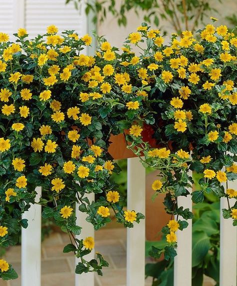 32 Appealing Cascading Flowers for Window Boxes | Balcony Garden Web Balcony Flower Box, Window Box Plants, Trailing Flowers, Window Box Garden, Cascading Flowers, Balcony Flowers, Window Box Flowers, Container Gardening Flowers, Balcony Plants