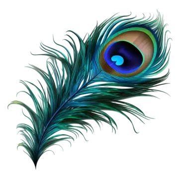 peacock bird feather,on white background,peacock bird feather on white background,peacock feather,feather,peacock,birds,decoration,beautiful,quill,green peacock,peacock feather pattern,colored feathers,blue,green,wings,beautiful feather,feather decoration,peacock ling,bird,a feather,colorful peacock feathers,feathers falling,feathers,colorful,animal feather,colored,color,sticker,decorative,hand painted,cartoon,creative,hand,painted,transparent,abstract,cute,cartoon peacock,peacock pictures,peacock illustration,elegant,bird feathers,hair,bird feather,decorative pattern,animal,tail,peacock feathers,pretty,hand drawn peacock,mor pankh,krishna jayanthi,head,eye,plant,eyelash,human body,iris,art,aqua,terrestrial plant Mor Pankh Drawing, Shell Drawings, Peacock Feather Painting, Peacock Feather Drawing, Feathers Falling, Mor Pankh, Peacock Illustration, Falling Feathers, Peacock Wings