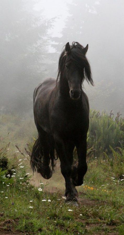 Trotting friesian horse