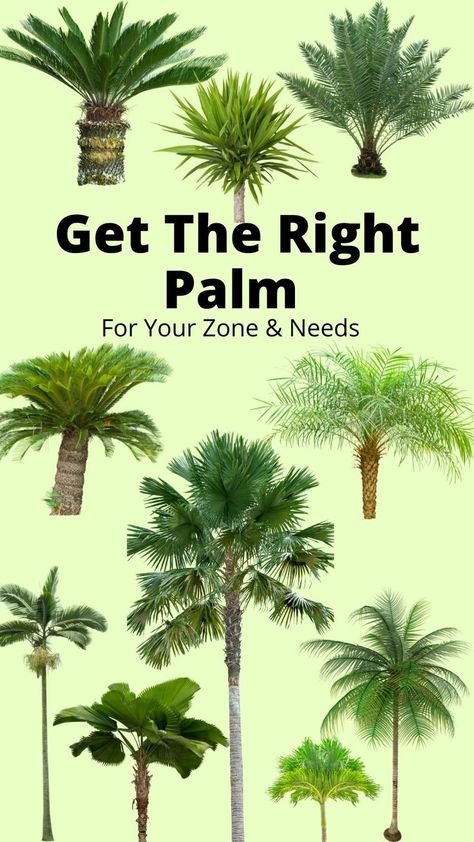 10 types of palm trees Palm Tree Landscaping Front Yard, Palm Tree Yard Ideas, Backyard Landscaping Palm Trees, Palm Tree Ideas Front Yards, Palm Tree In Pot Outdoors, Landscape Design Palm Trees, Small Front Yard Landscaping Ideas With Palm Trees, Front Yard Landscaping With Palms, Palm Tree Pool Landscaping