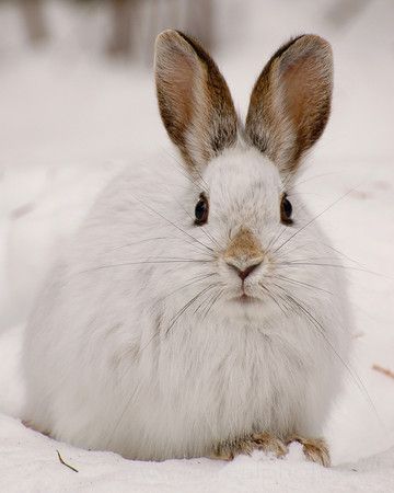 Snowshoe Hare is a very cute and beautiful animal, check out here all facts about Snowshoe Hare with latest photographs-images. Nature Wallpaper Aesthetic, Snowshoe Hare, Snow Animals, Animals Tattoo, Rabbit Breeds, Tattoo Nature, 강아지 그림, Snow Bunnies, Bunny Pictures