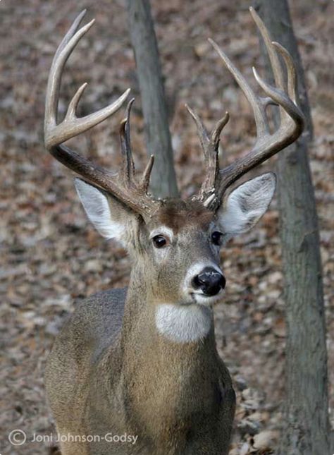 Great Whitetail buck: beautiful face and a large rack of antlers. Hope he escaped the trophy hunters. Big Whitetail Bucks, Whitetail Deer Pictures, Buck Antlers, Whitetail Hunting, Hunting Shop, Whitetail Deer Hunting, Big Deer, Hunting Pictures, Deer Photos