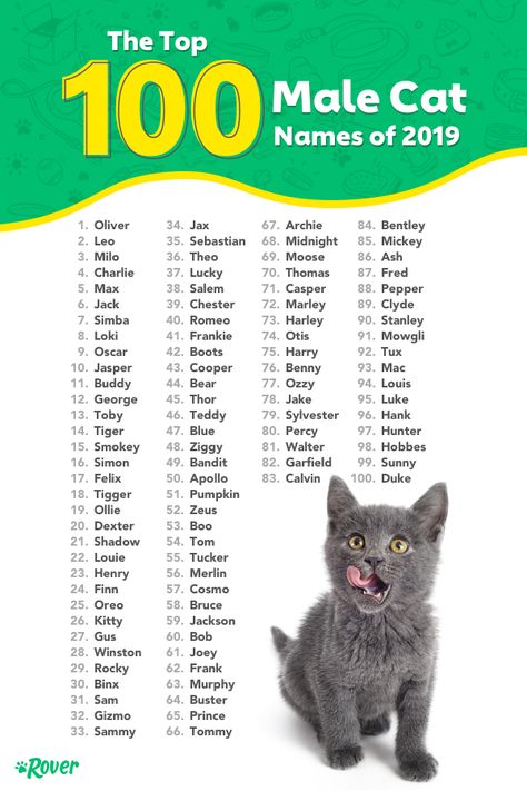 The results are in! These are the top male cat names of 2019. As the world’s largest network of pet sitters and dog walkers and leading cat name experts, we can’t wait each year to dig into our database of over a million pets to determine which names are leading the pack. Male Cats Name, Name Cat Ideas, Good Cat Names, Cute Cats Names, Male Cat Names Unique, Cat Names Boy, Cat Names Unique, Cat Names Ideas, Cat Names Male