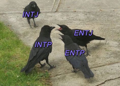 Infj X Intj Friendship, Isfj And Intj, Entp X Intj Fanarts, Intp Entp Relationship, Entp Intj Relationship, Intp X Entj Art, Entj And Intp Relationship, Intj Intp Relationships, Entj And Intj