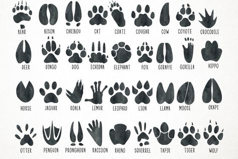 Footprint Illustration, Zoo Miami, Dingo Dog, Feet Drawing, Clipart Animals, Illustration Animals, Animal Footprints, Ankle Tattoos For Women, Dremel Wood Carving