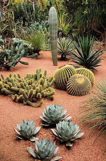 amazing desert garden Cactus Garden Landscaping, Desert Backyard, Low Water Landscaping, Succulent Landscape Design, Drought Tolerant Garden, Succulent Landscaping, Minimalist Garden, Desain Lanskap, Dry Garden