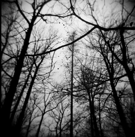 "black metal forest, trees hovering above the melting snow in a small cemetery in Zlin." taken by lyndxe  lomography.com Black Trees Aesthetic, Nature, Black Tree Aesthetic, Black Metal Aesthetic Forest, Black Forest Art, Black Metal Photography, Black Metal Forest, Black Metal Wallpaper, Black Metal Aesthetic