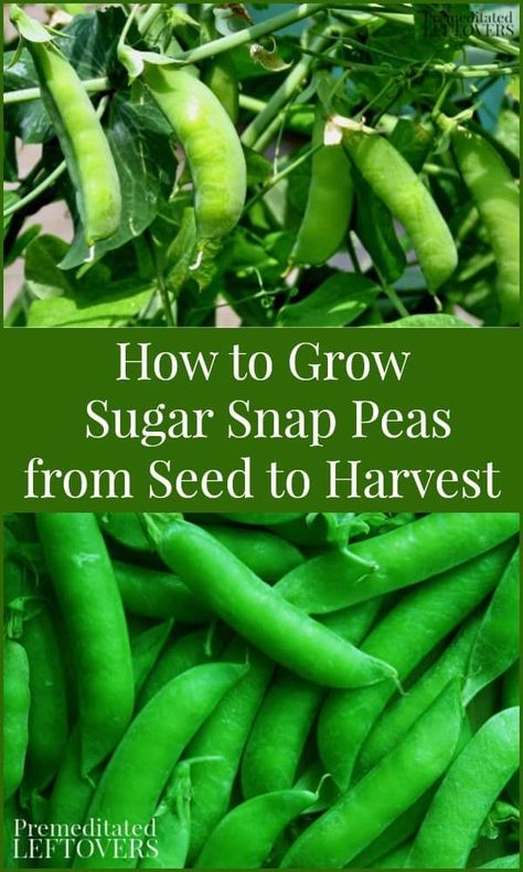 Sugar Peas Growing, How To Grow Snap Peas, Growing Peas In Containers, Grow Snap Peas, Sugar Snap Peas Growing, How To Plant Peas, Growing Sugar Snap Peas, Snap Peas Garden, Grow Peas