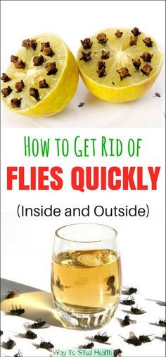 Diy Fly Trap, Keep Flies Away, Get Rid Of Flies, Nyttige Tips, Essential Oil Spray, Fly Repellant, Cleaning Painted Walls, Astuces Diy, Fly Traps